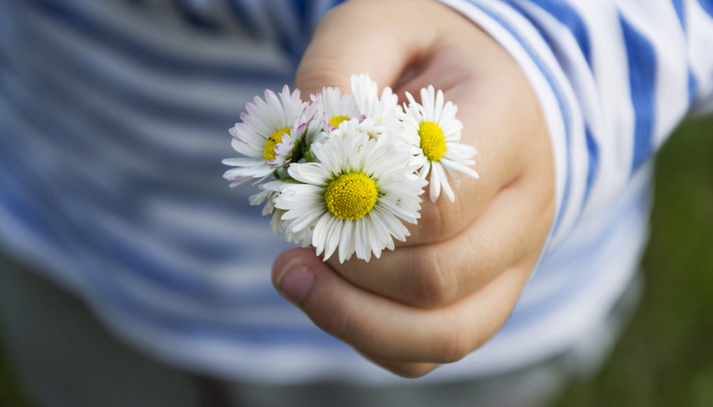 Daisy Bouqet In Child Hand